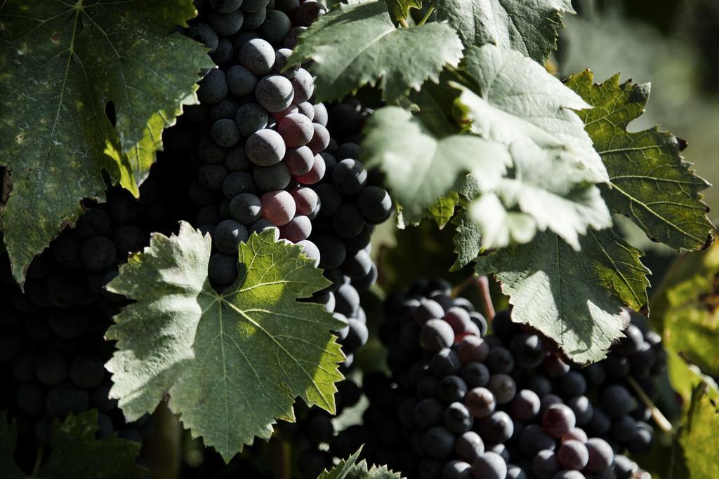 Tenuta Di Colle Alberti Agriturismo Villa Cerreto Guidi Kültér fotó