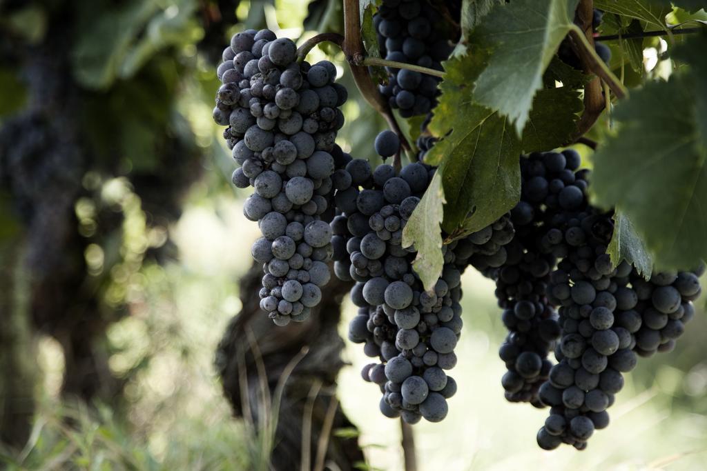 Tenuta Di Colle Alberti Agriturismo Villa Cerreto Guidi Kültér fotó