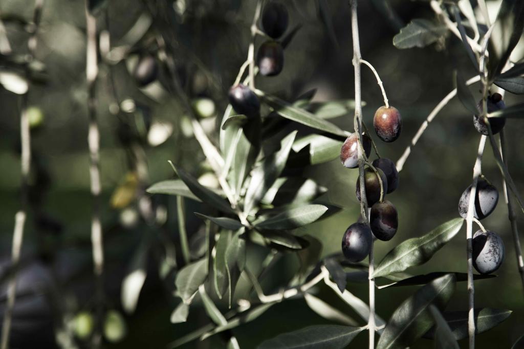 Tenuta Di Colle Alberti Agriturismo Villa Cerreto Guidi Kültér fotó