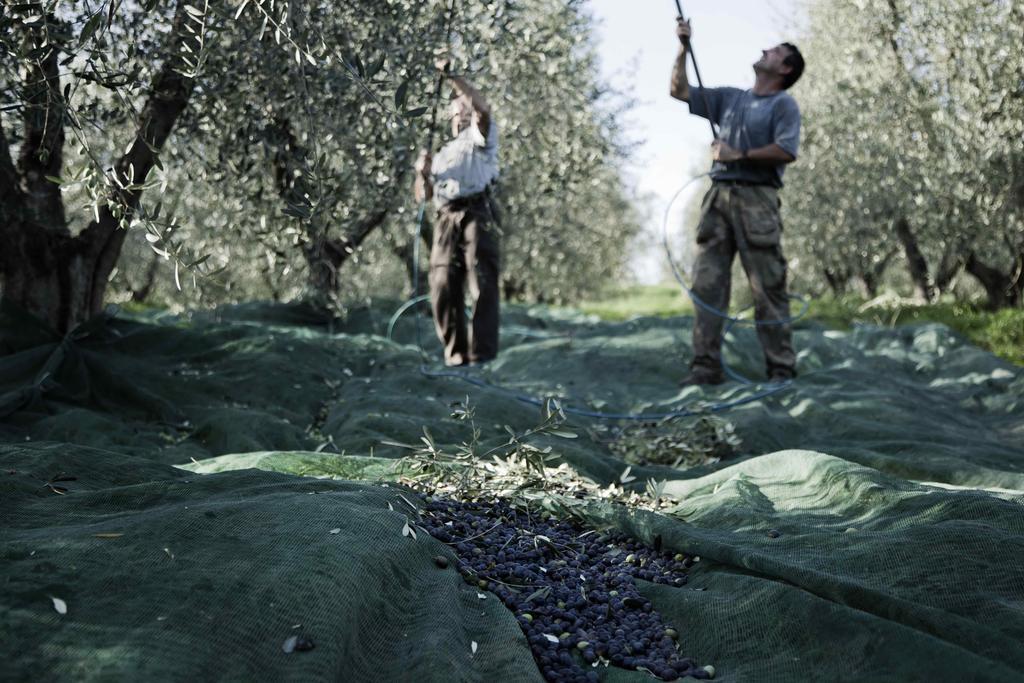 Tenuta Di Colle Alberti Agriturismo Villa Cerreto Guidi Kültér fotó